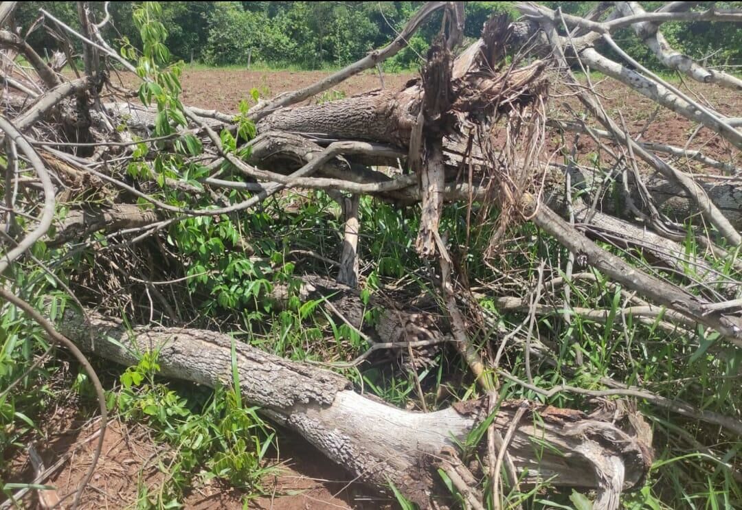 Imagem de compartilhamento para o artigo PMA de Costa Rica flagra propriedade rural realizando desmate da MS Todo dia